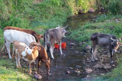 A few cows