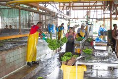 Processing bananas