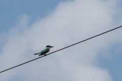 Amazon Kingfisher