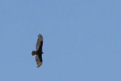 Turkey Vulture
