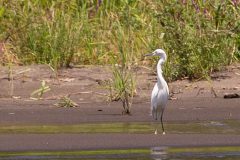 Snowy Egret