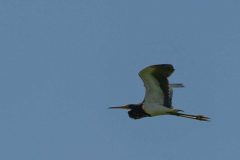 Tricolored heron