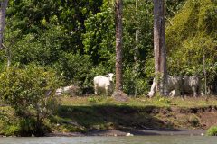 Cattle on the riverbank