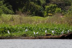 Cattle Egret
