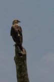 Yellow-headed Caracara