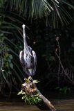 Great blue heron