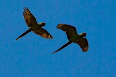 Great Green Macaw