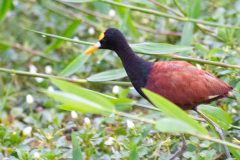 Northern jacana