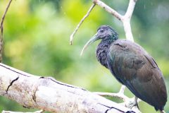 Green ibis