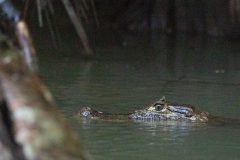 Common Caiman