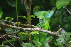 Green Basalisk