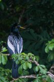 Anhinga
