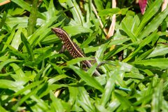 Whiptail Lizard