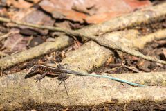 Whiptail Lizard