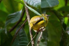 White-collared manakin