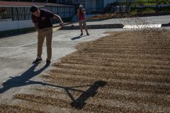 Turning the coffee beans