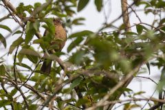 Clay-colored thrush