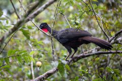Crested guan