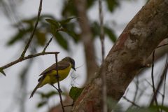 Social flycatcher
