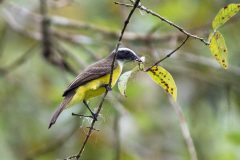 Social flycatcher