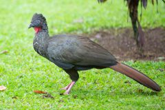 Crested guan