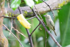 Palm tanager