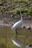 Great egret