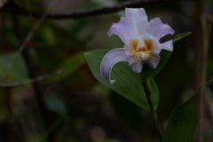 Sobralia orchid