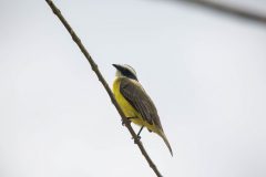 Social flycatcher