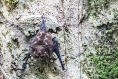 Greater sac-winged bat
