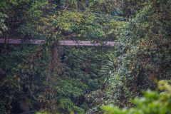 A hanging bridge