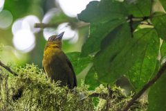Carmiol's Tanager