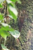 Northern barred woodcreeper