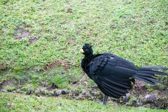 Black curassow