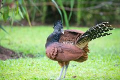 Great curassow