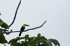Keel-billed toucan