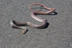 Neotropical Whip Snake