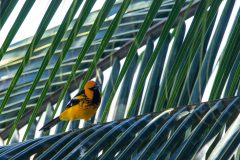 Spot-breasted oriole