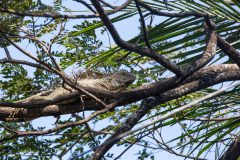 Green iguana