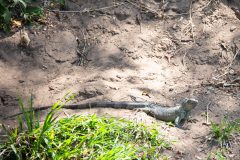 Green iguana