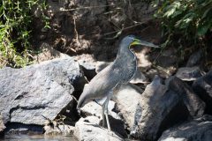 Tiger Heron