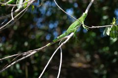 Green iguana