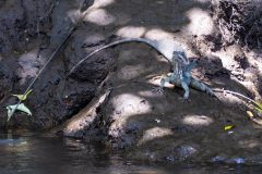 Common basilisk