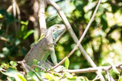Green iguana