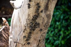 Proboscis bats