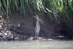 Tiger Heron