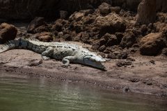 American crocodile