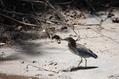 Green heron