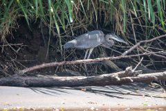 Little blue heron