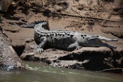American crocodile
